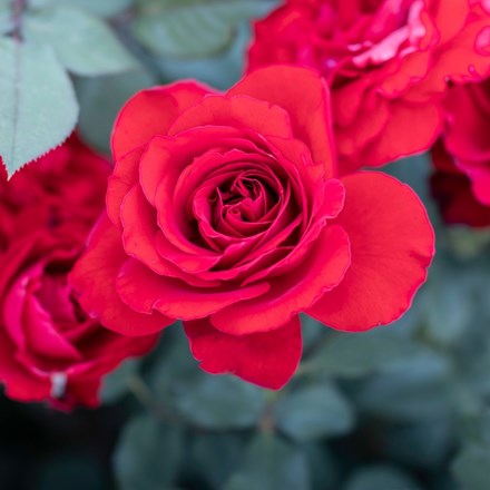 Rosa Lady in Red ('Sealady')