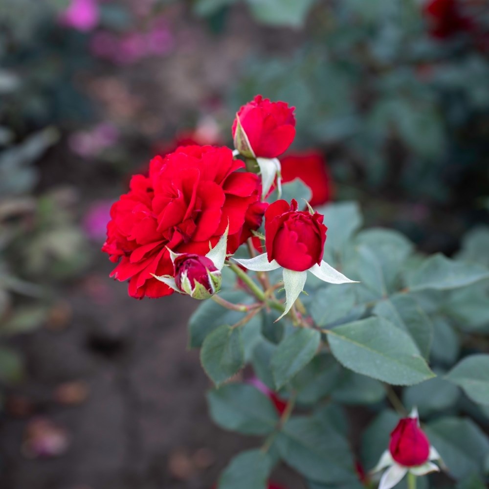 <i>Rosa</i> <b class=small-caps>Lady in Red </b> 'Sealady') | Shrub Rose