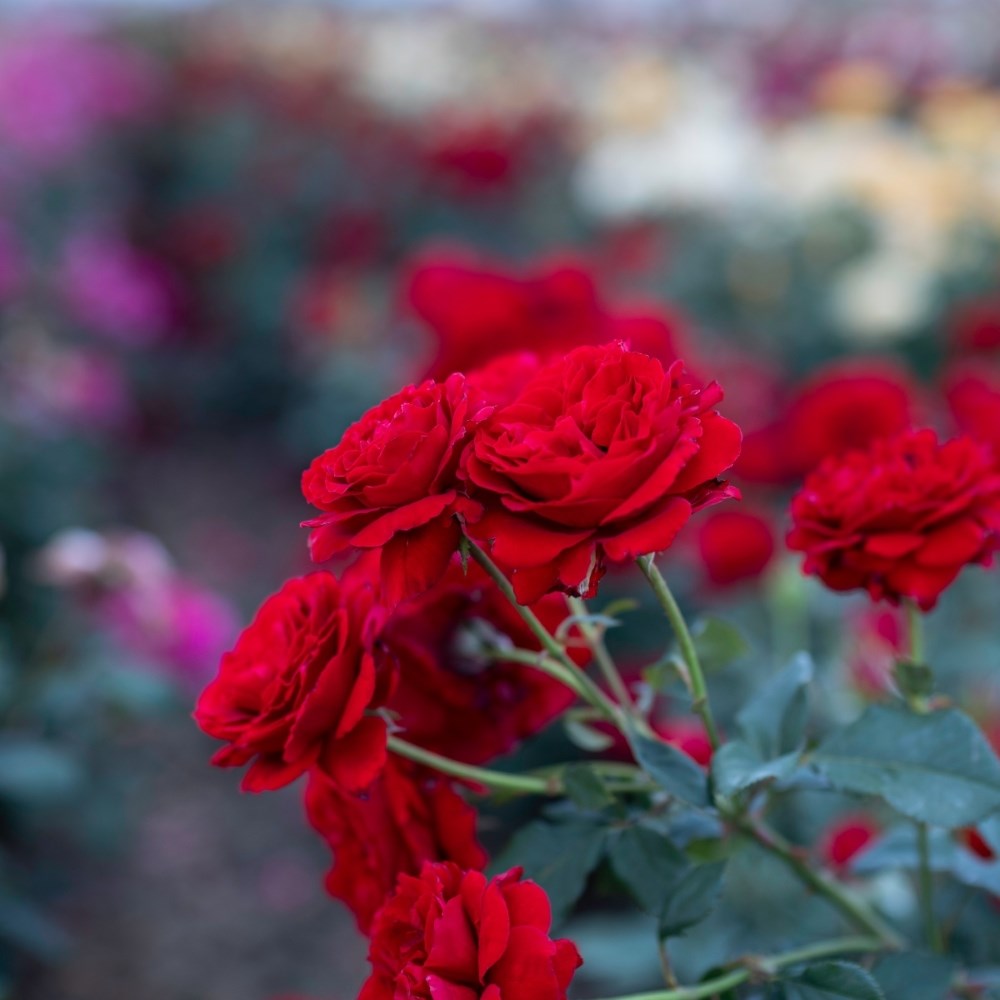 <i>Rosa</i> <b class=small-caps>Lady in Red </b> 'Sealady') | Shrub Rose
