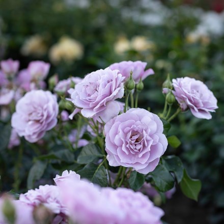 Rosa Lady Perfume ('Weapeawby')
