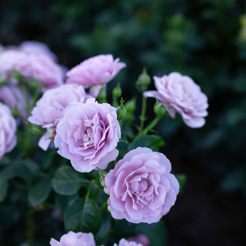 <i>Rosa</i> <b class=small-caps>Lady Perfume</b> ('Weapeawby') | Bush Rose