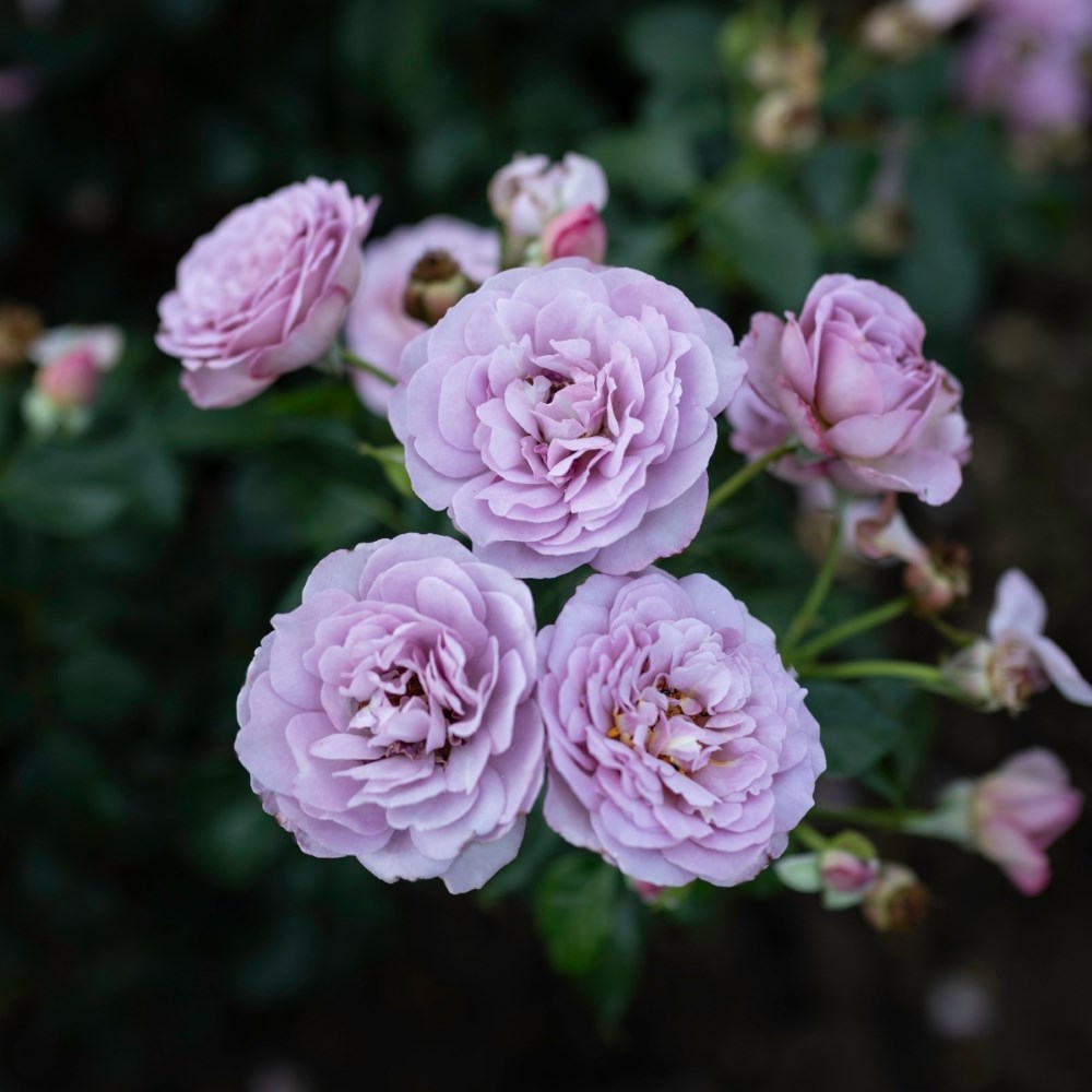 <i>Rosa</i> <b class=small-caps>Lady Perfume</b> ('Weapeawby') | Bush Rose
