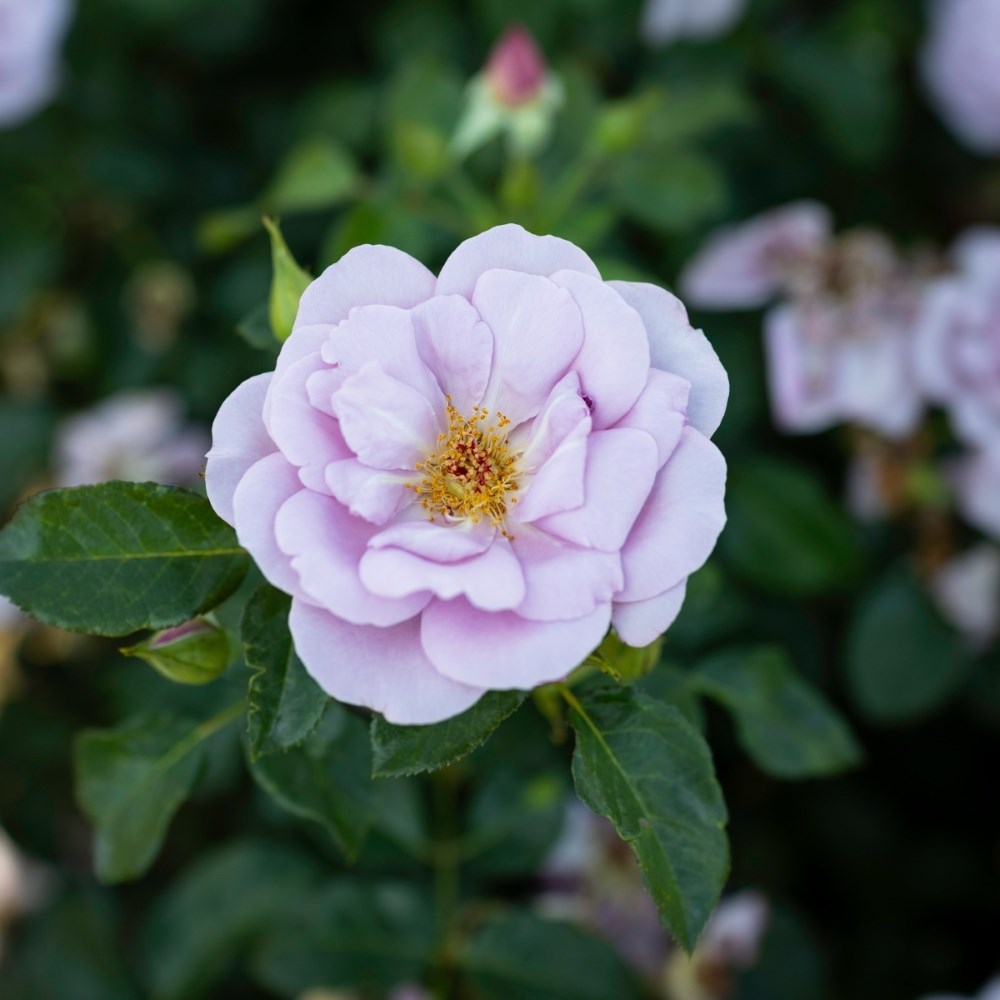 <i>Rosa</i> <b class=small-caps>Lady Perfume</b> ('Weapeawby') | Bush Rose