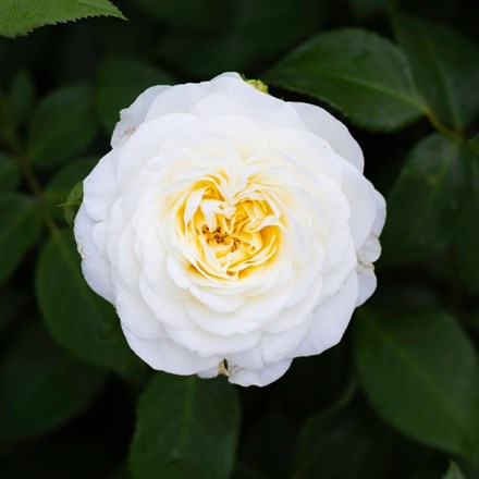 Rosa Lady Romantica ('Meiperette')