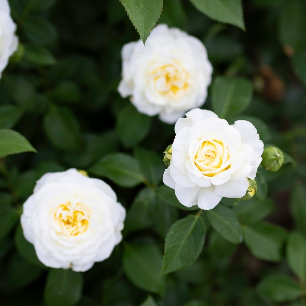 <i>Rosa</i> <b class=small-caps>Lady Romantica</b> ('Meiperette') | Floribunda Bush Rose