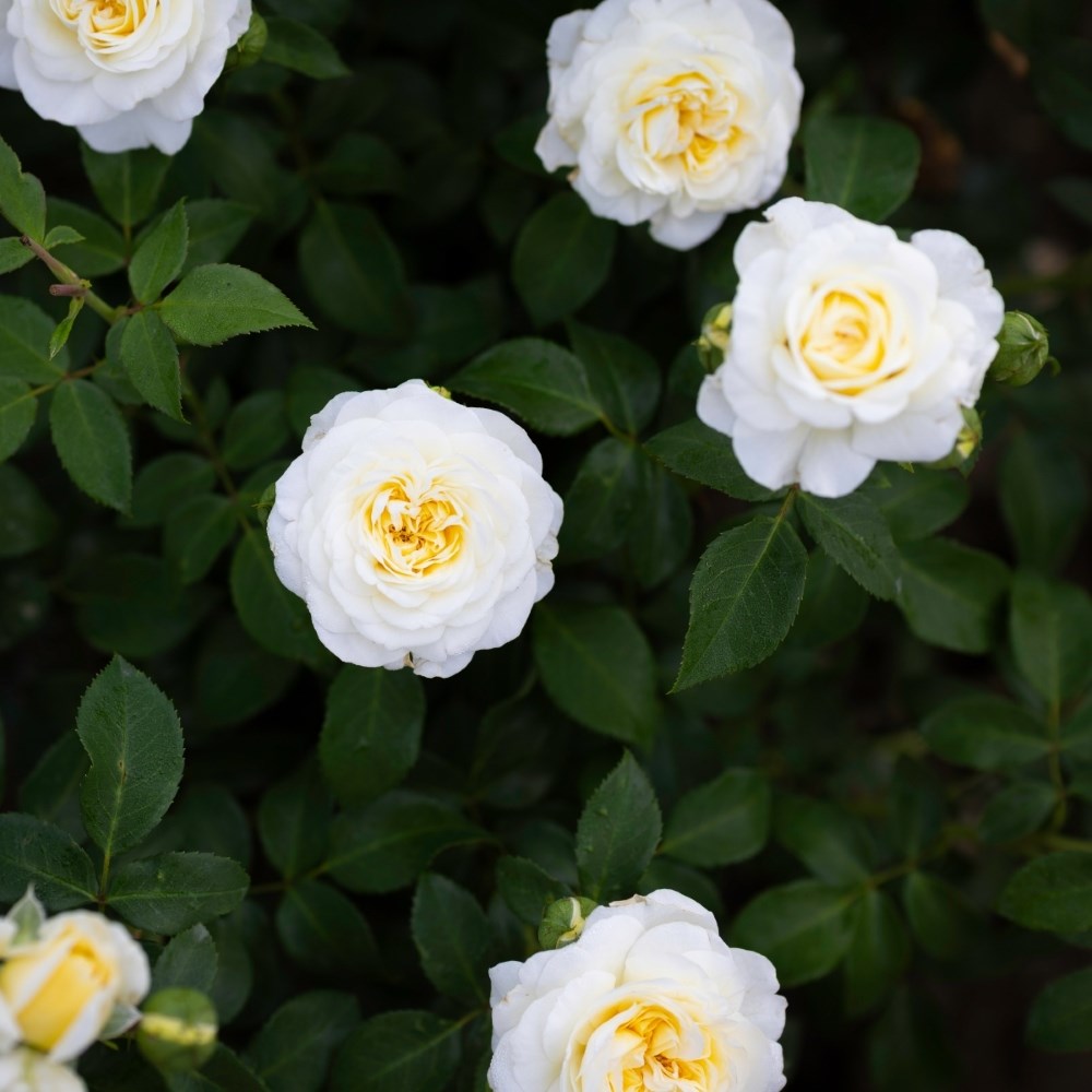 <i>Rosa</i> <b class=small-caps>Lady Romantica</b> ('Meiperette') | Floribunda Bush Rose