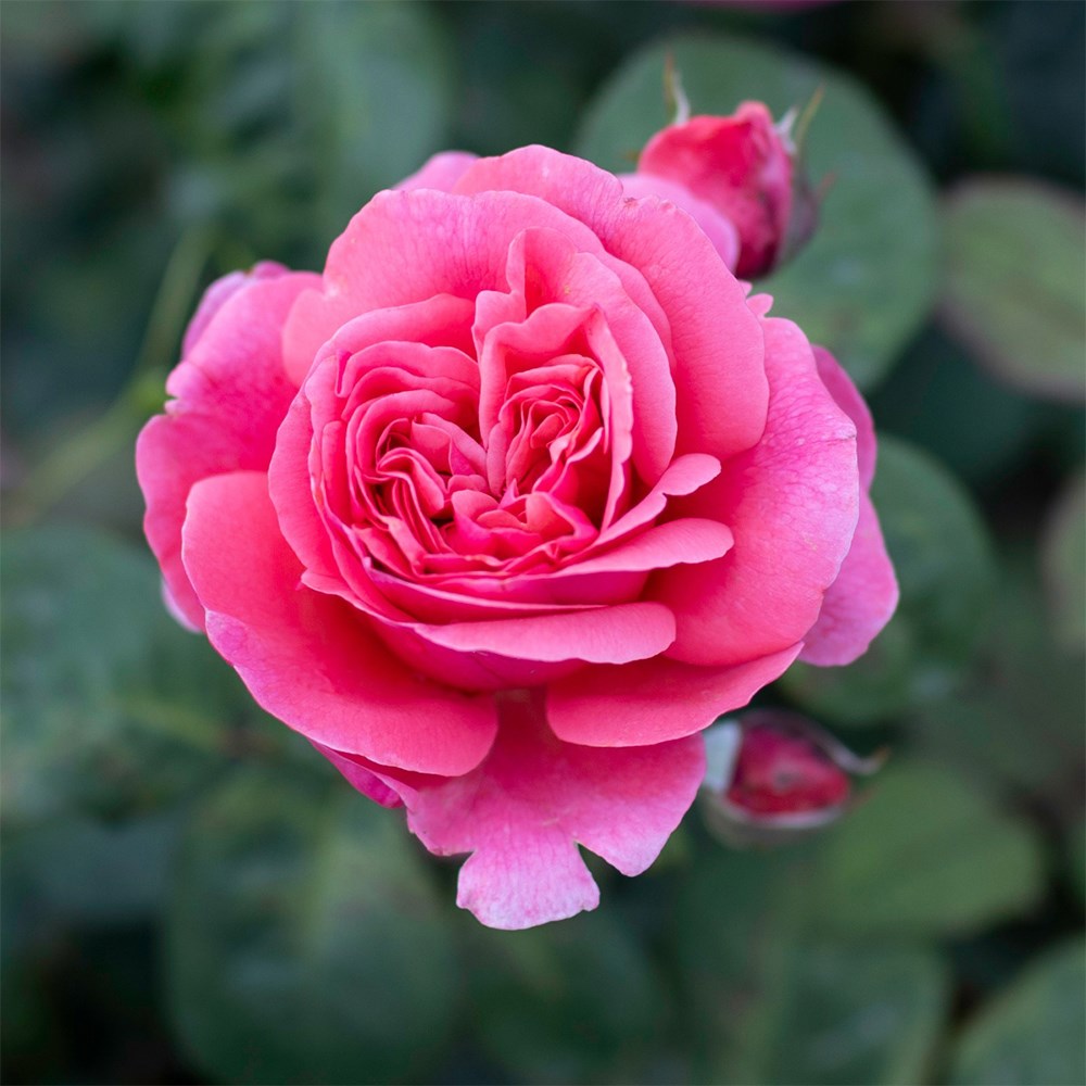<i>Rosa</i> <b class=small-caps>Sweet Parfum de Provence</b> ('Meiclusif') | Hybrid Tea Rose