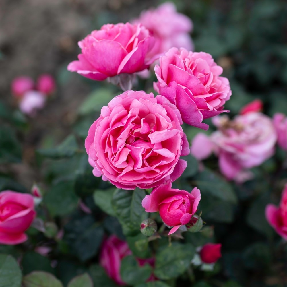 <i>Rosa</i> <b class=small-caps>Sweet Parfum de Provence</b> ('Meiclusif') | Hybrid Tea Rose