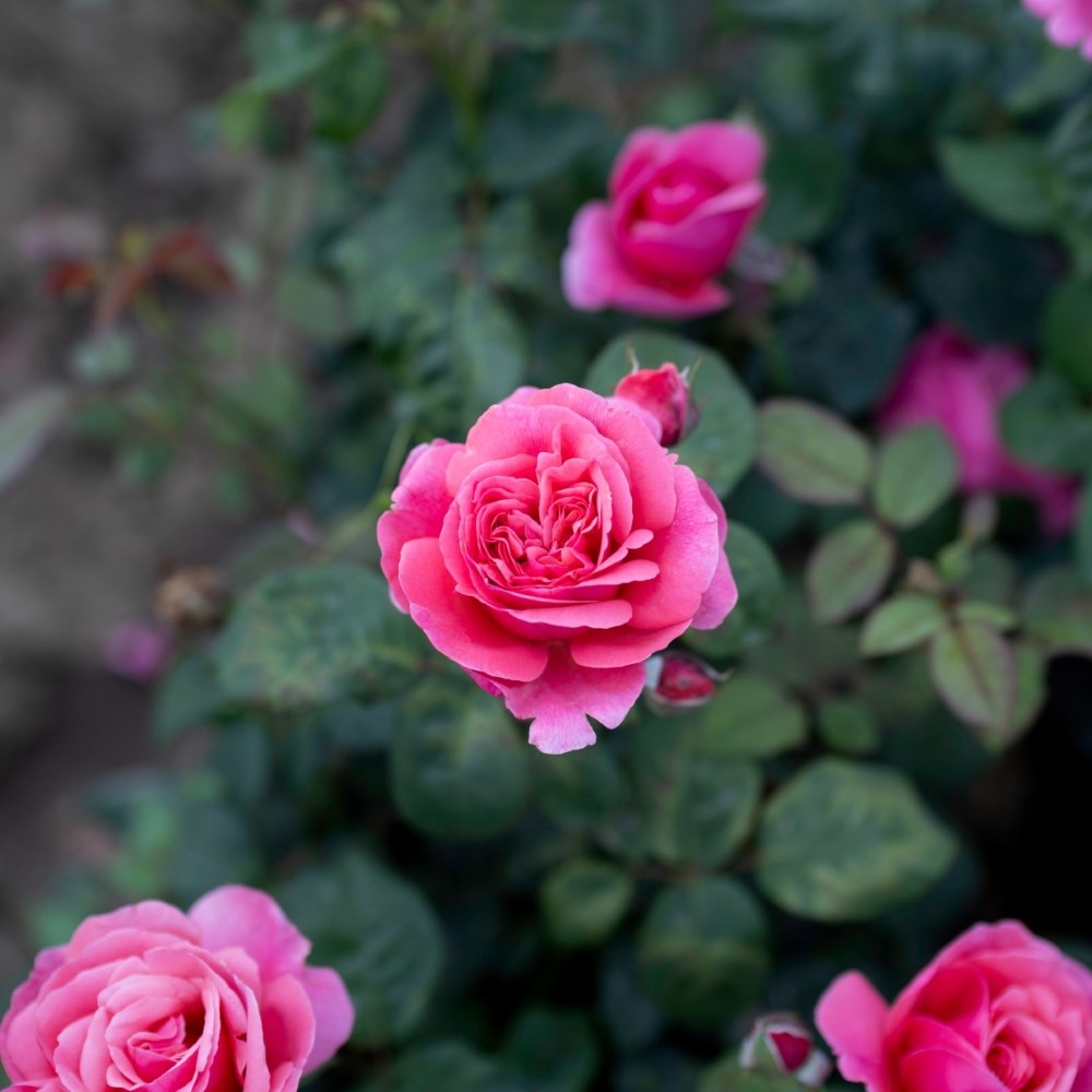 <i>Rosa</i> <b class=small-caps>Sweet Parfum de Provence</b> ('Meiclusif') | Hybrid Tea Rose