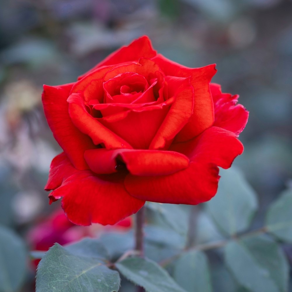 <i>Rosa</i> <b class=small-caps>Graf Lennart</b> ('Meisoyris') | Hybrid Tea Rose