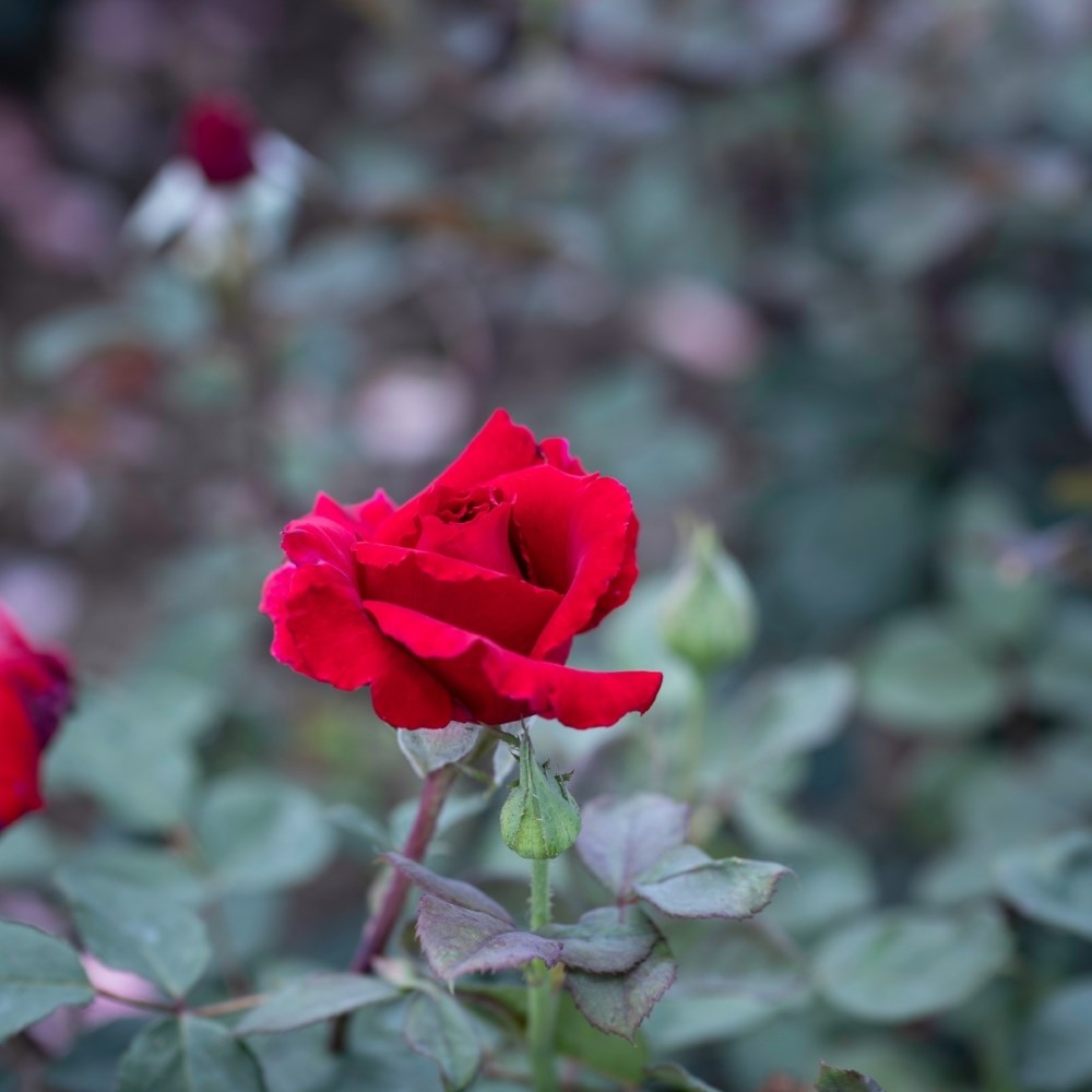 <i>Rosa</i> <b class=small-caps>Graf Lennart</b> ('Meisoyris') | Hybrid Tea Rose