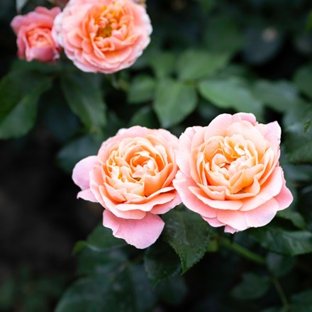 Rosa Romantic Dreams ('Meilomit') (F)