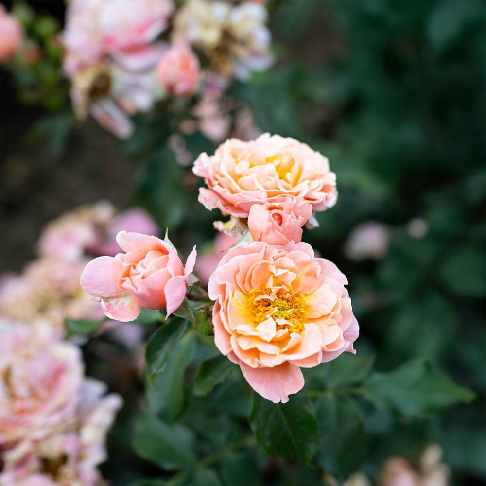 <i>Rosa</i> <b class=small-caps>Romantic Dreams</b> ('Meilomit') | Floribunda Bush Rose