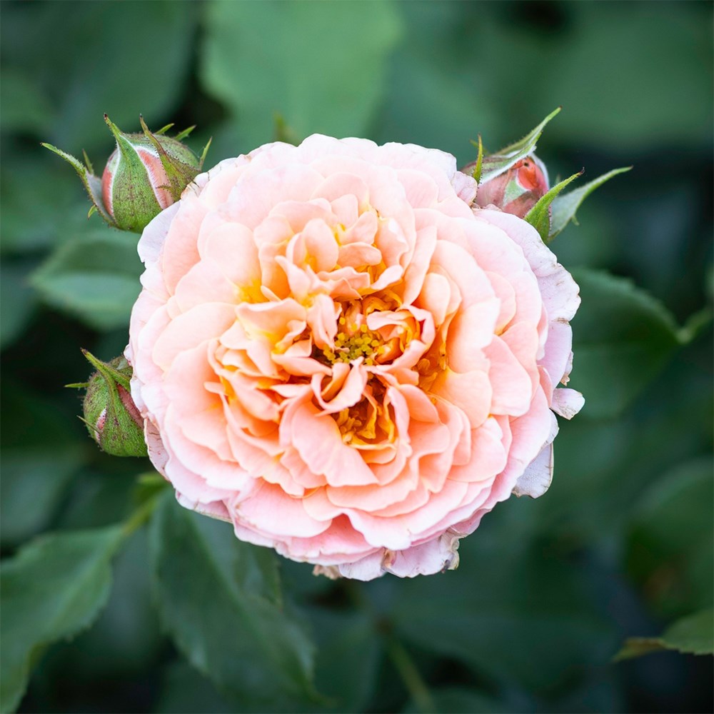 <i>Rosa</i> <b class=small-caps>Romantic Dreams</b> ('Meilomit') | Floribunda Bush Rose