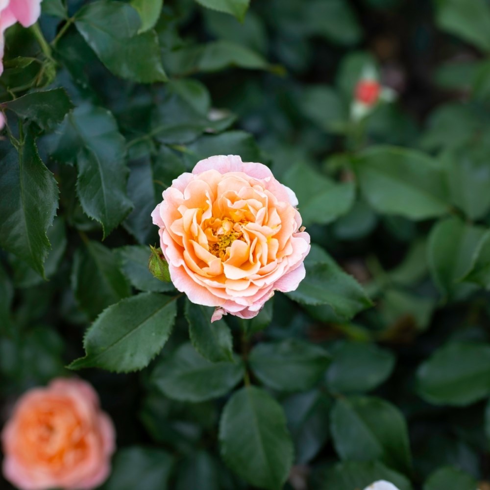 <i>Rosa</i> <b class=small-caps>Romantic Dreams</b> ('Meilomit') | Floribunda Bush Rose