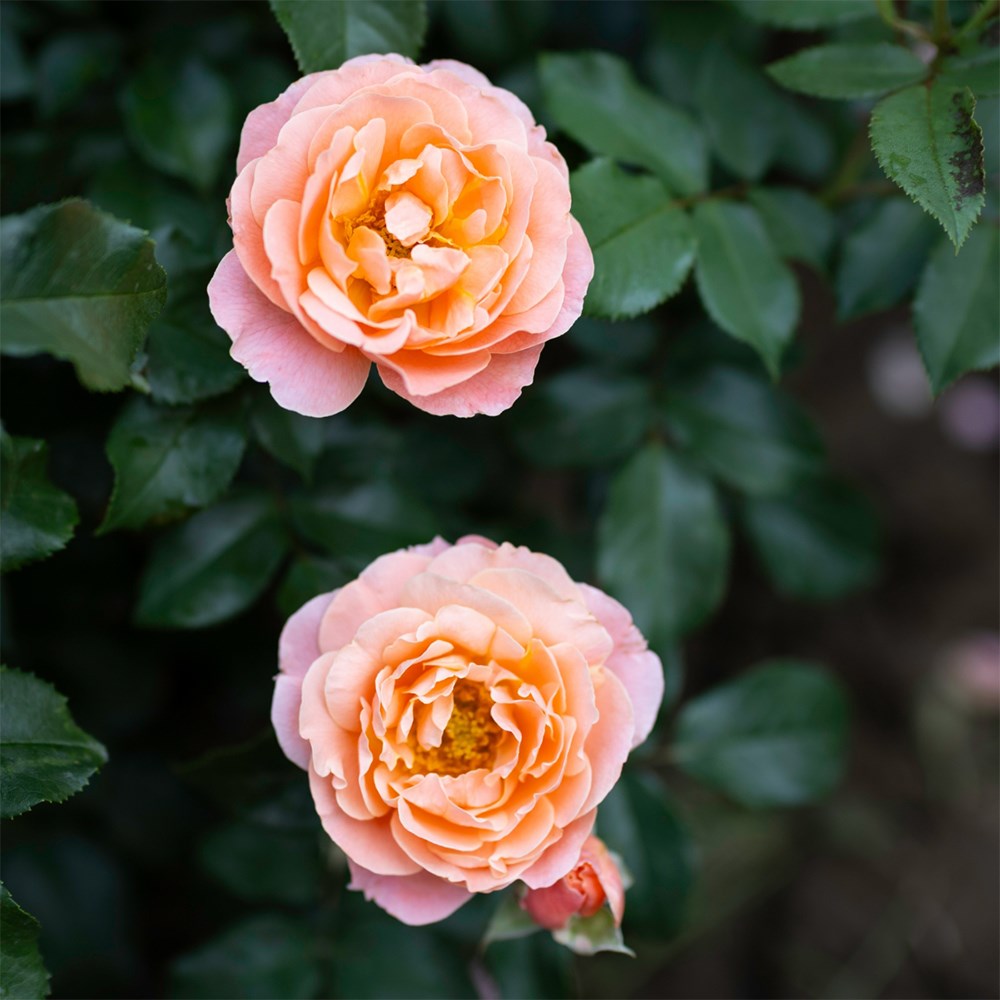 <i>Rosa</i> <b class=small-caps>Romantic Dreams</b> ('Meilomit') | Floribunda Bush Rose