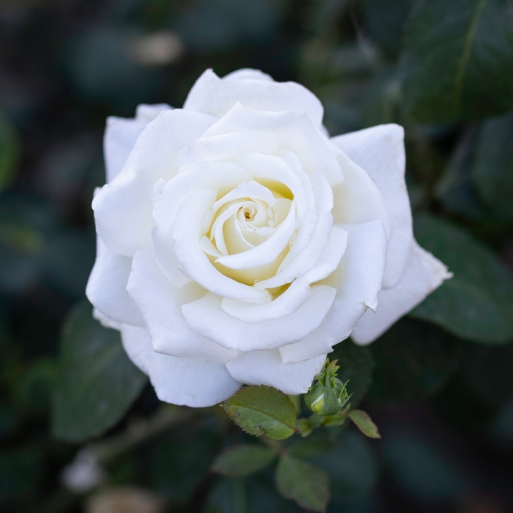 <i>Rosa</i> <b class=small-caps>Wedding Rose</b> ('Tan08087') | Hybrid Tea Rose