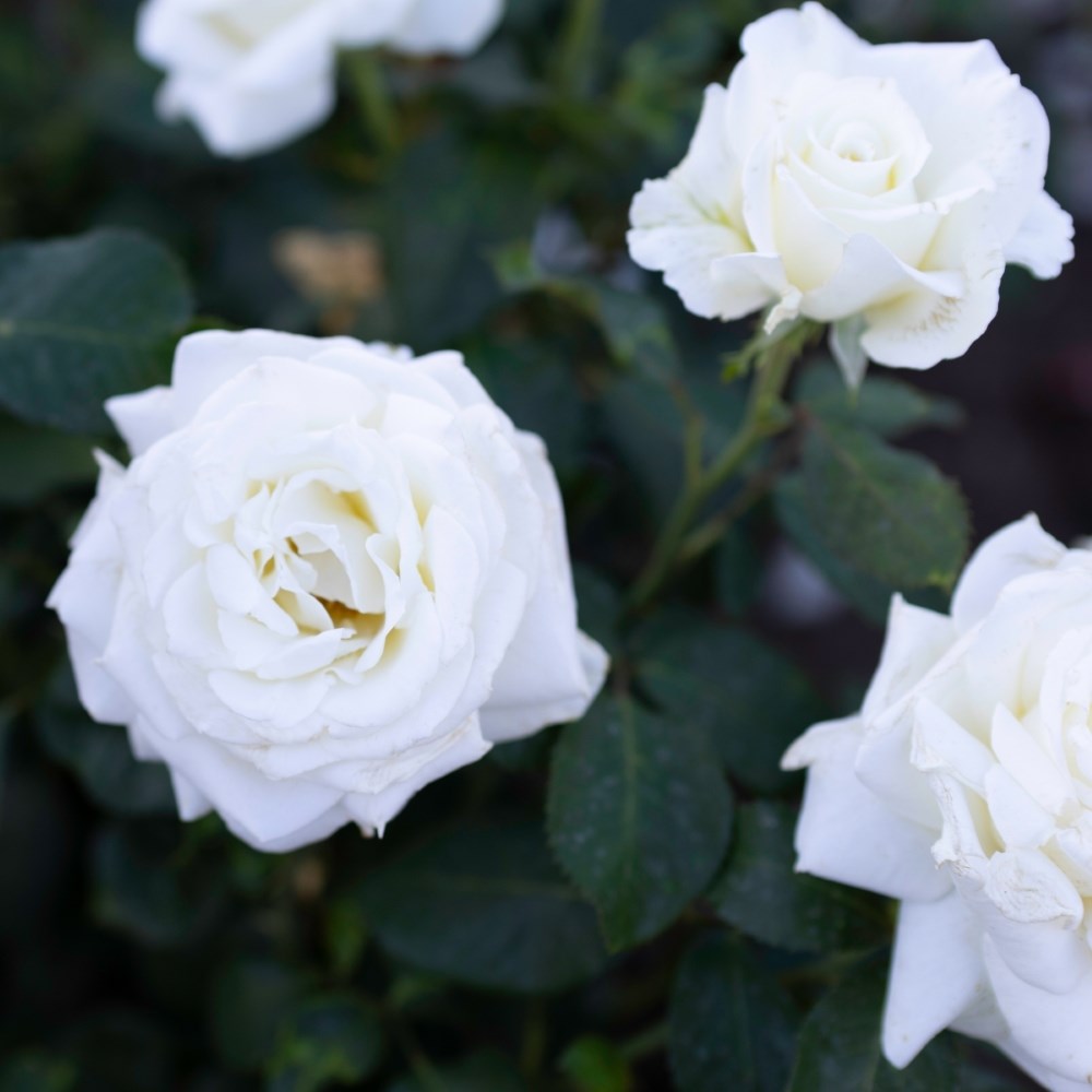 <i>Rosa</i> <b class=small-caps>Wedding Rose</b> ('Tan08087') | Hybrid Tea Rose