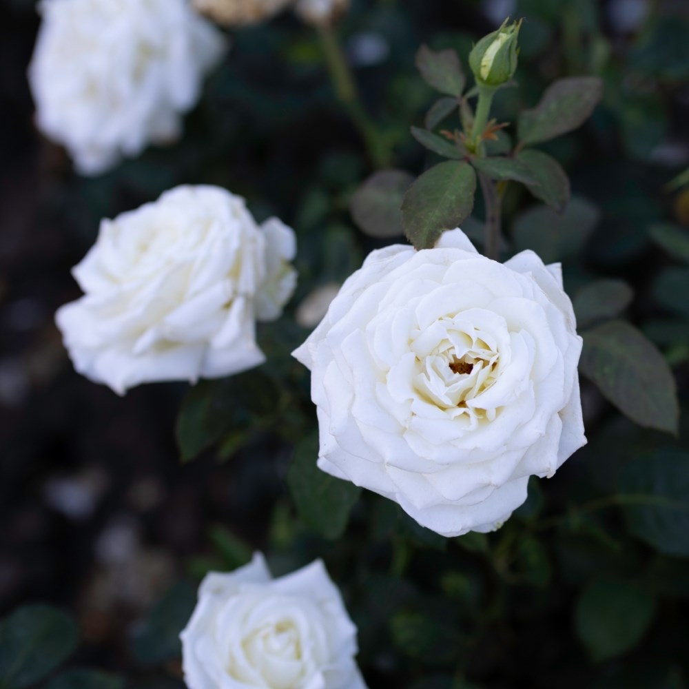 <i>Rosa</i> <b class=small-caps>Wedding Rose</b> ('Tan08087') | Hybrid Tea Rose