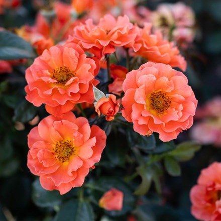 Rosa 'Wekaltlive'