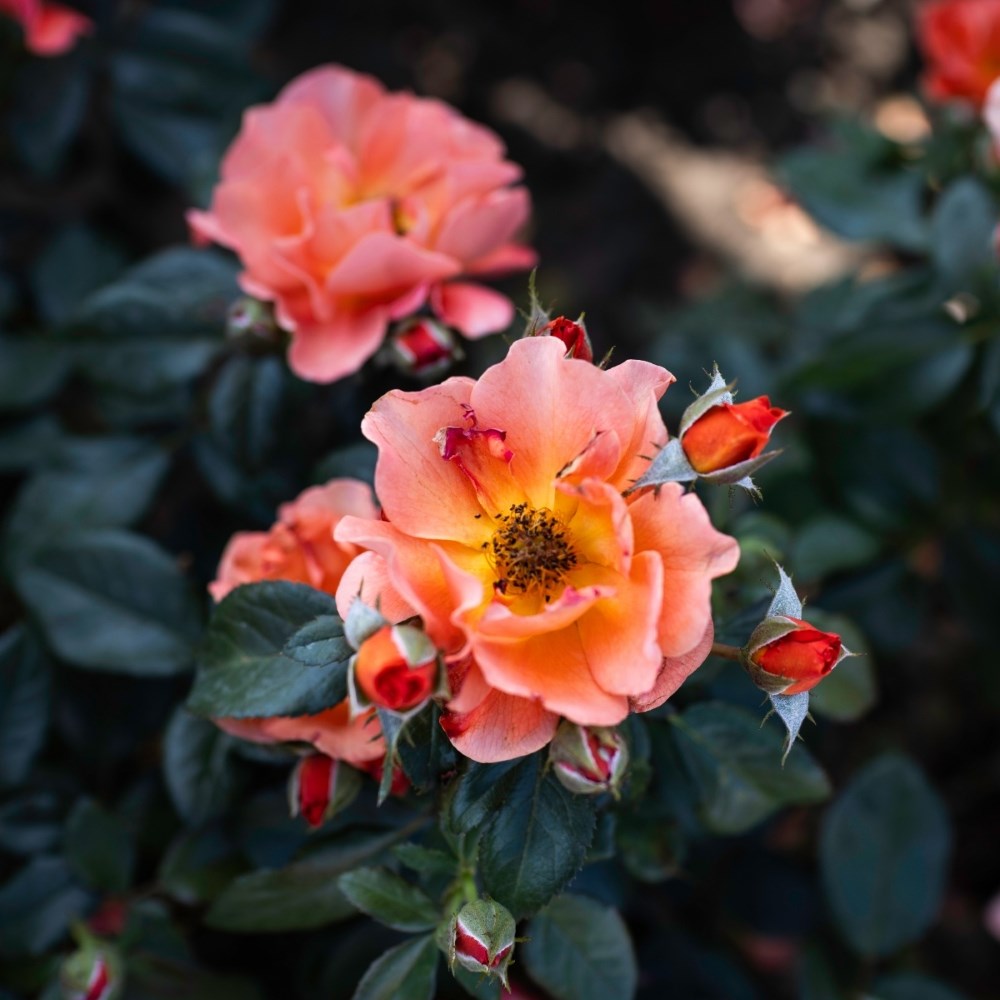 <i>Rosa</i> <b class=small-caps>Wekaltlive</b> Bush Rose