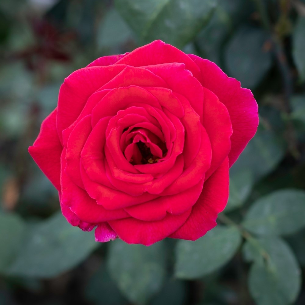 <i>Rosa</i> <b class=small-caps>Mister Lincoln</b> Hybrid Tea Rose
