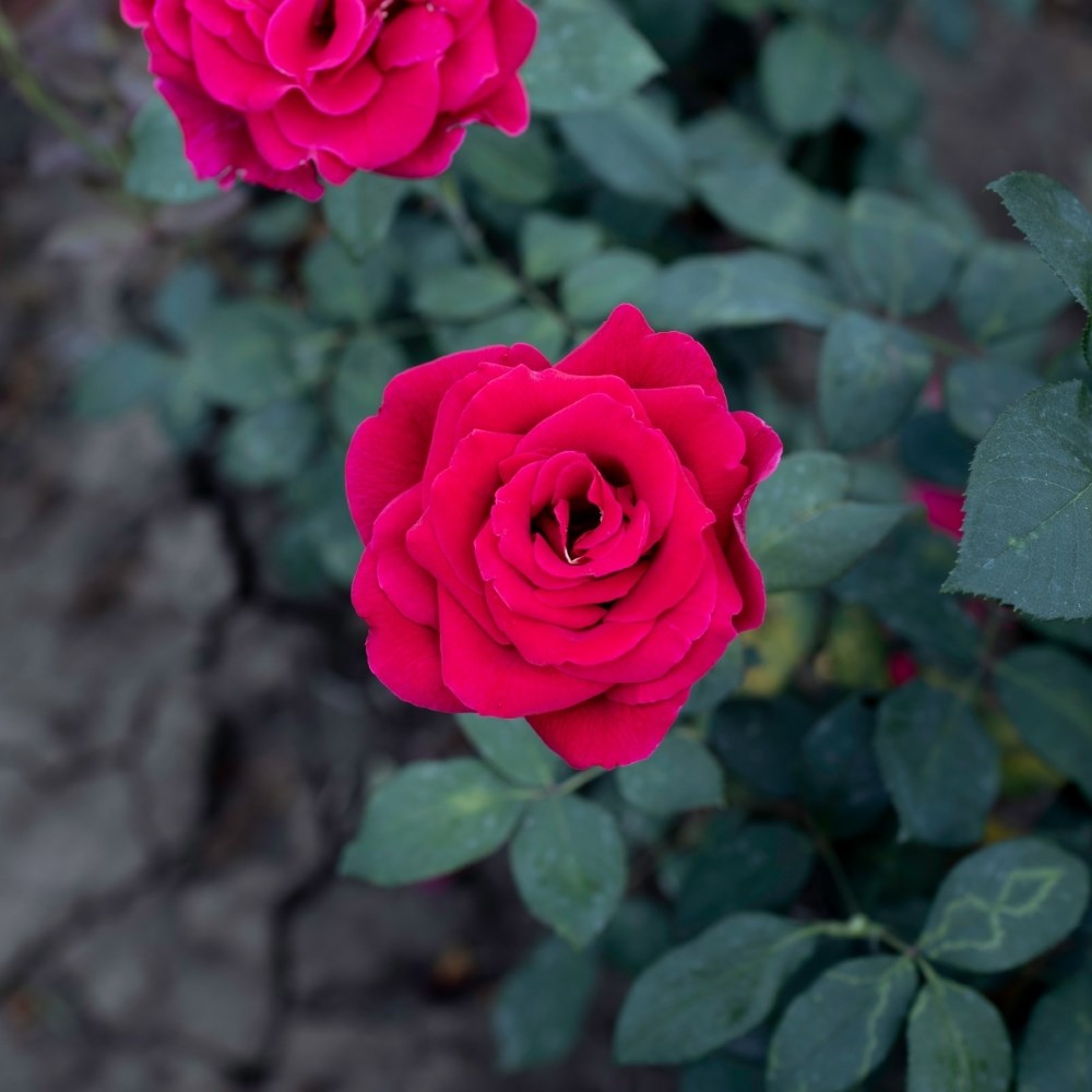 <i>Rosa</i> <b class=small-caps>Mister Lincoln</b> Hybrid Tea Rose