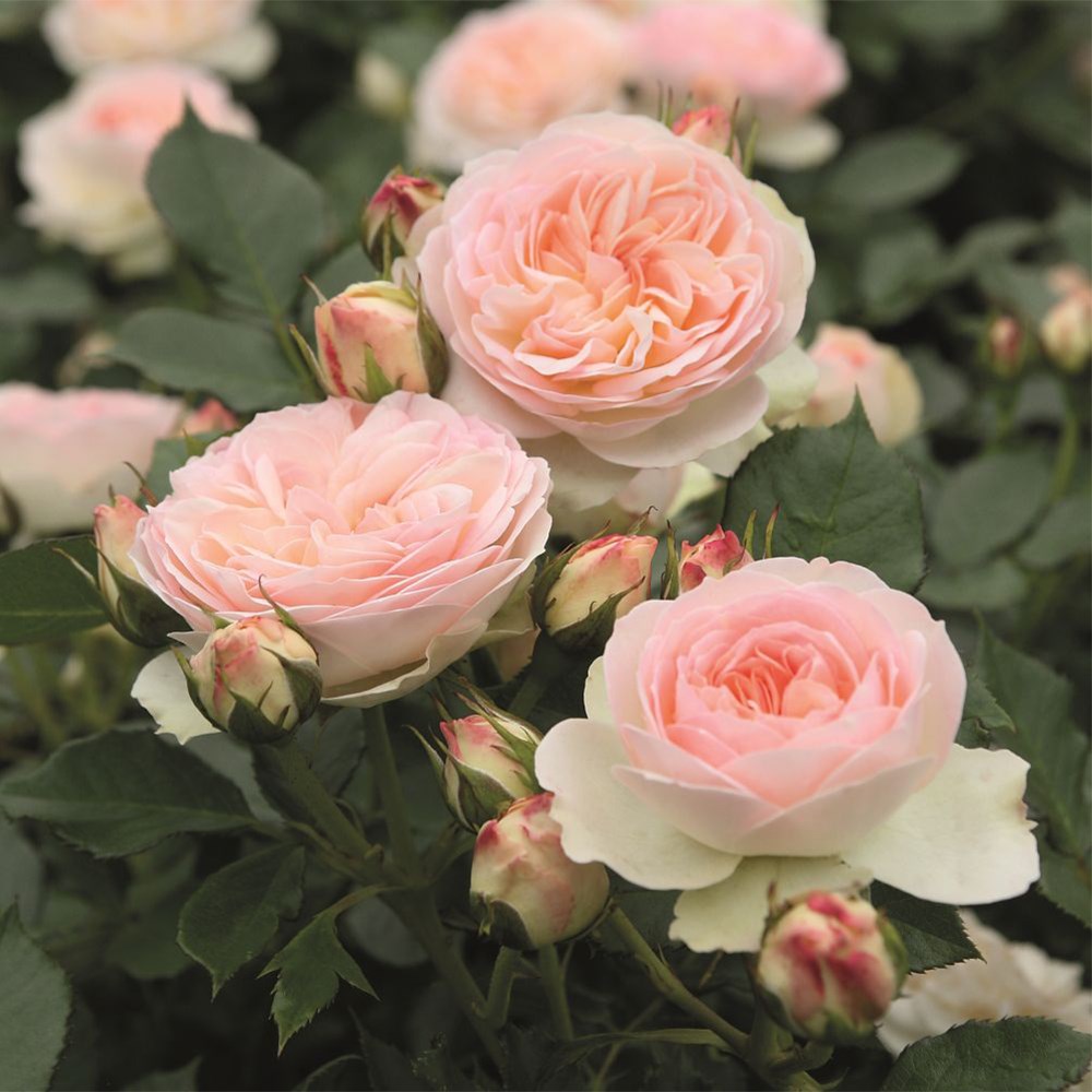 <i>Rosa</i> <b class=small-caps>Pastella</b> ('Tan98130') | Floribunda Rose