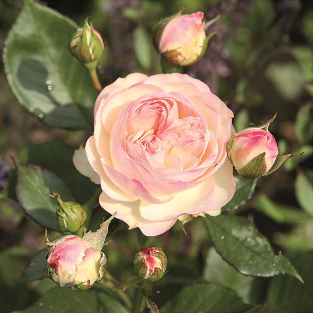 <i>Rosa</i> <b class=small-caps>Pastella</b> ('Tan98130') | Floribunda Rose