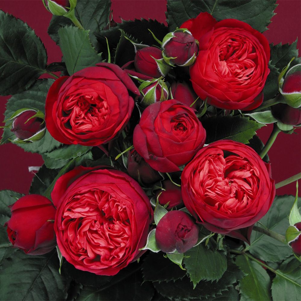<i>Rosa</i> <b class=small-caps>Hope and Glory</b> ('Tan01360') | Hybrid Tea Rose