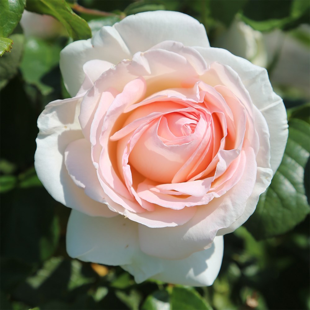 <i>Rosa</i> <b class=small-caps>Prince Jardinier</b> ('Meitroni') | Hybrid Tea Rose