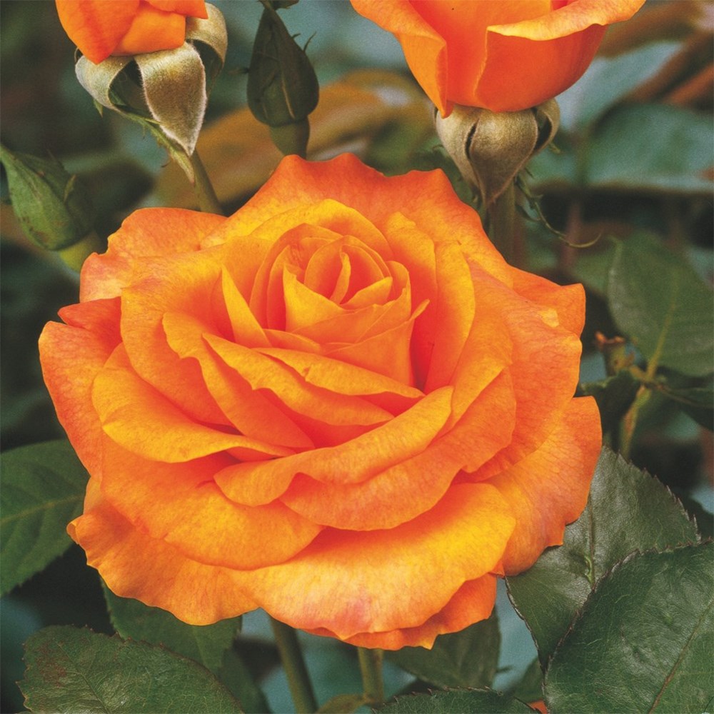 <i>Rosa</i> <b class=small-caps>Rémy Martin</b> ('Starqueli') | Hybrid Tea Bush Rose