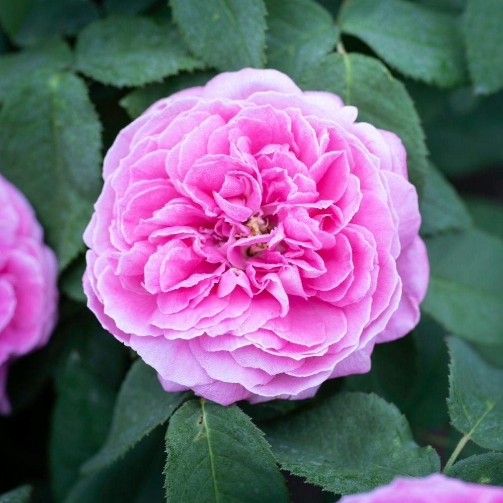 <i>Rosa</i> × <i>centifolia</i> | Shrub Rose