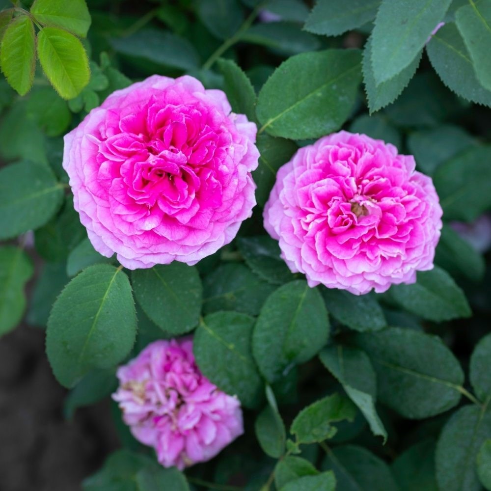 <i>Rosa</i> × <i>centifolia</i> | Shrub Rose