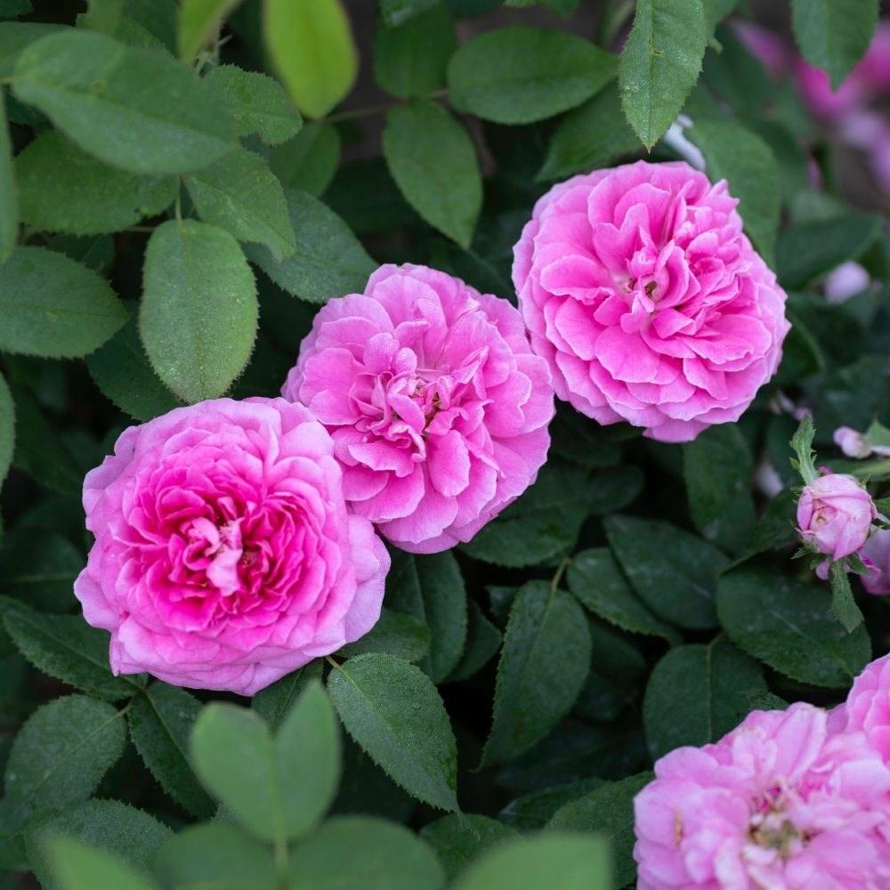 <i>Rosa</i> × <i>centifolia</i> | Shrub Rose