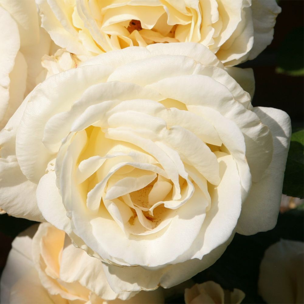 <i>Rosa</i> <b class=small-caps>Snow Waltz</b> ('Tanrezlaw') | Climbing Rose