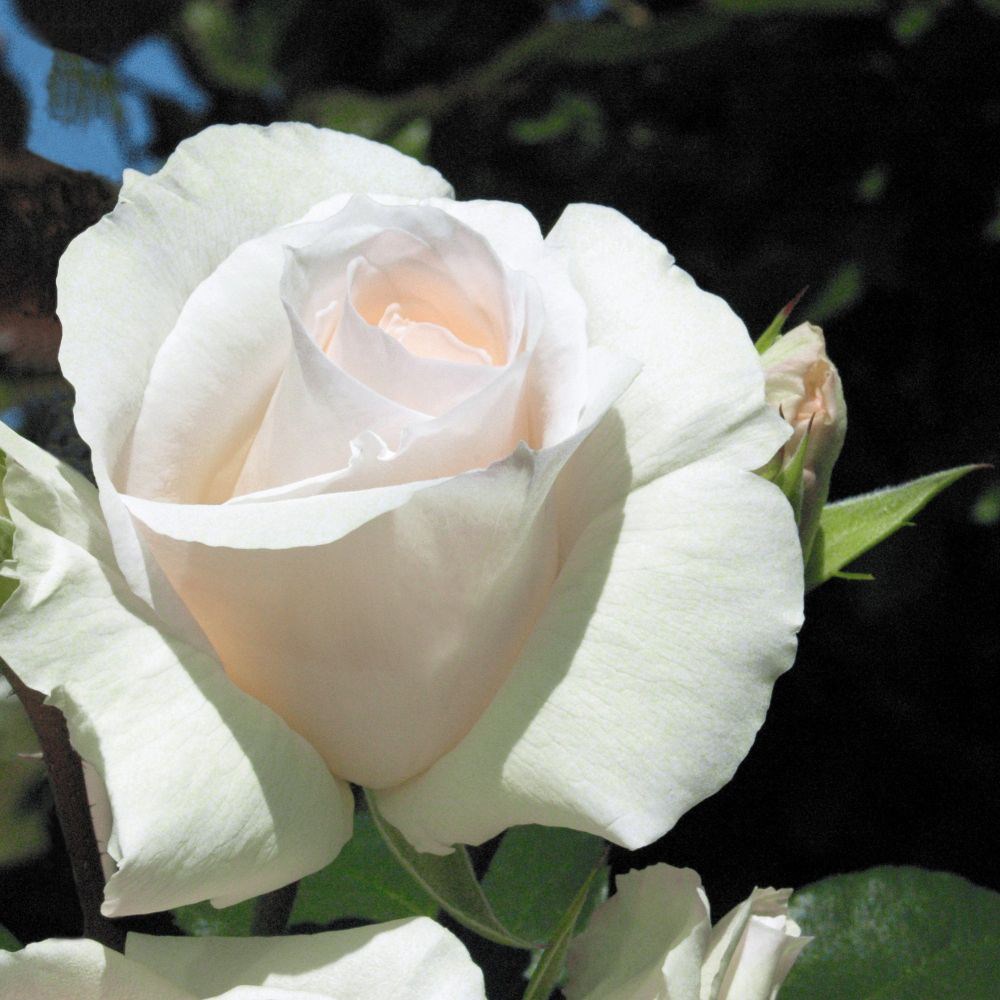 <i>Rosa</i> <b class=small-caps>Snow Waltz</b> ('Tanrezlaw') | Climbing Rose