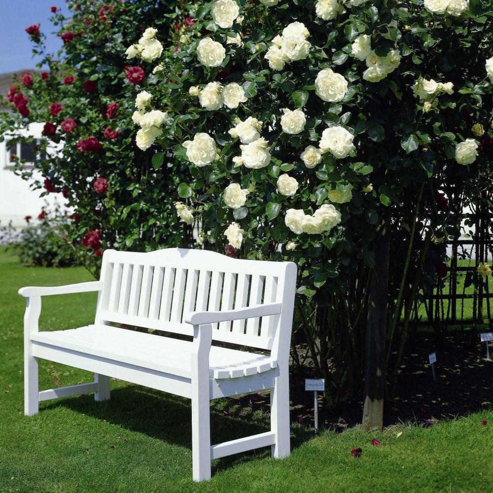 <i>Rosa</i> <b class=small-caps>Snow Waltz</b> ('Tanrezlaw') | Climbing Rose