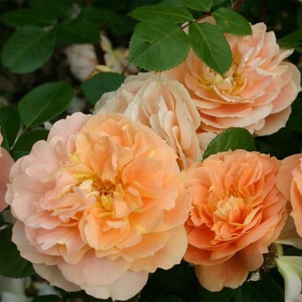 <i>Rosa</i> <b class=small-caps>Schöne vom See</b> ('Korbylosang') | Floribunda Rose