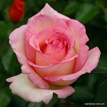 Rosa Souvenir de Baden-Baden ('Korsouba') (HT)