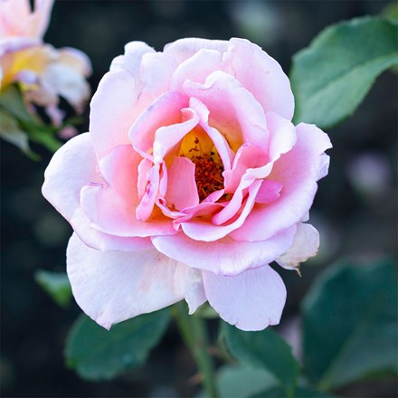 Rosa Tiffany Victory ('Poulhi008')
