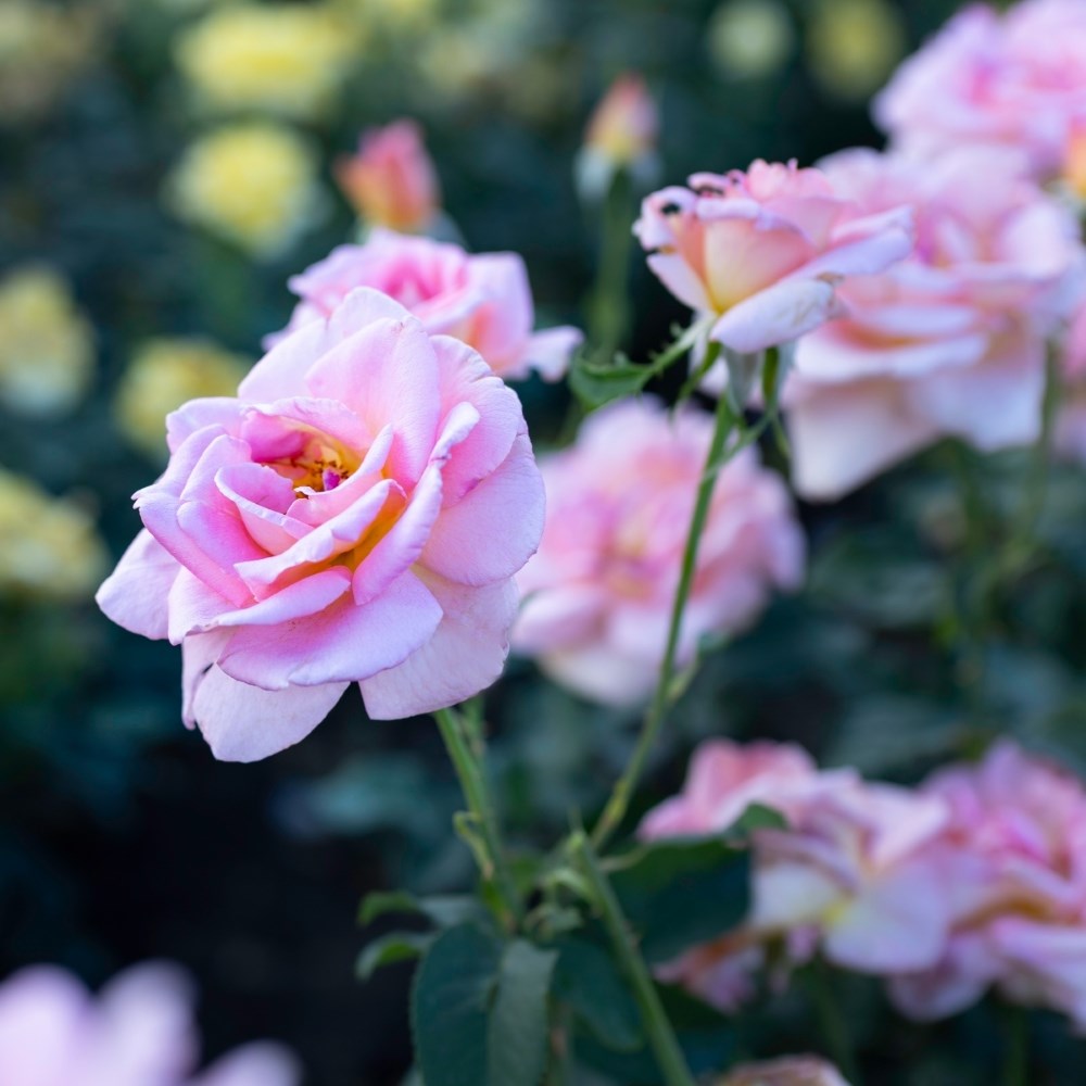 <i>Rosa</i> <b class=small-caps>Tiffany Victory</b> ('Poulhi008') | Hybrid Tea Patio Rose