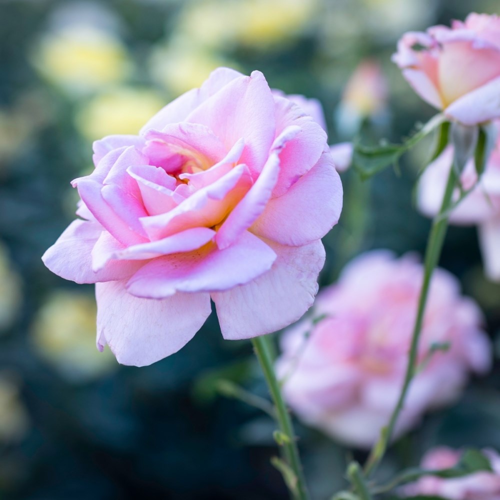 <i>Rosa</i> <b class=small-caps>Tiffany Victory</b> ('Poulhi008') | Hybrid Tea Patio Rose