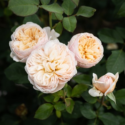 Rosa Alexandrine ('Meigapencey') (HT)