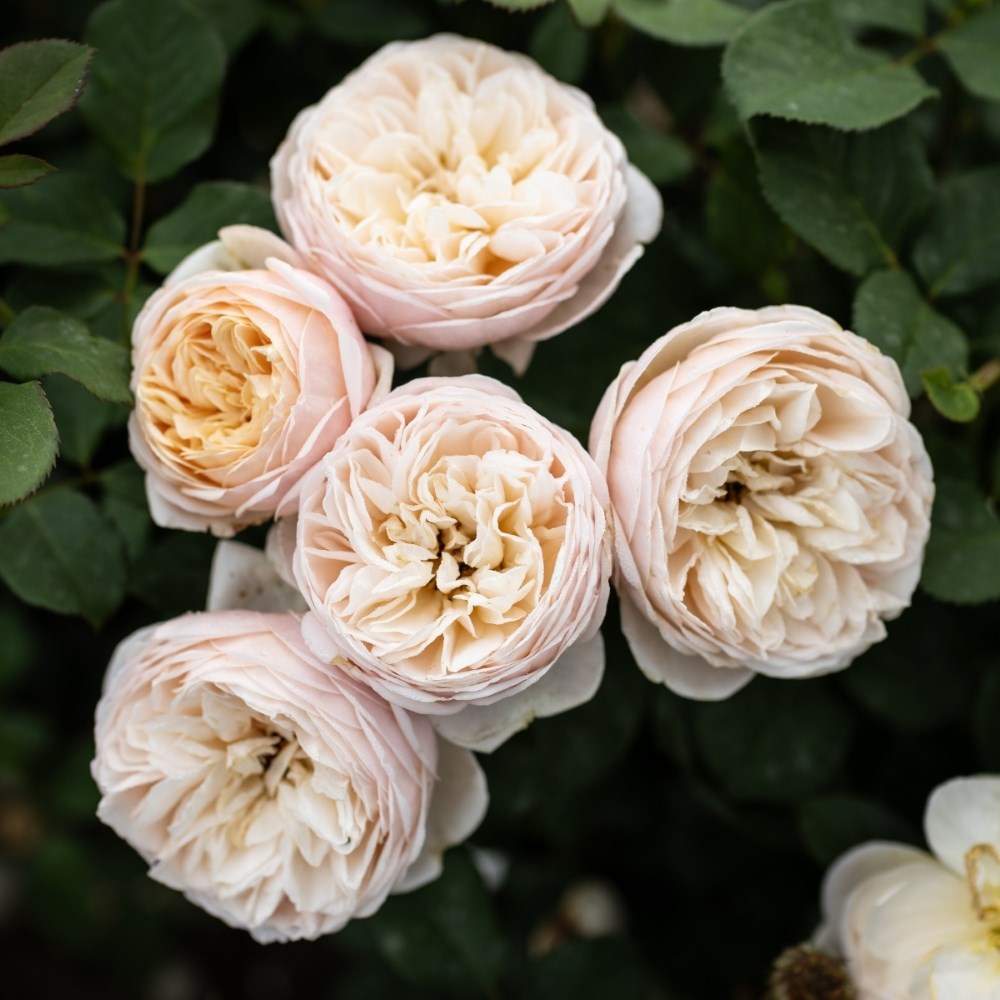 <i>Rosa</i> <b class=small-caps>Alexandrine</b> ('Meigapencey') | Hybrid Tea Bush Rose