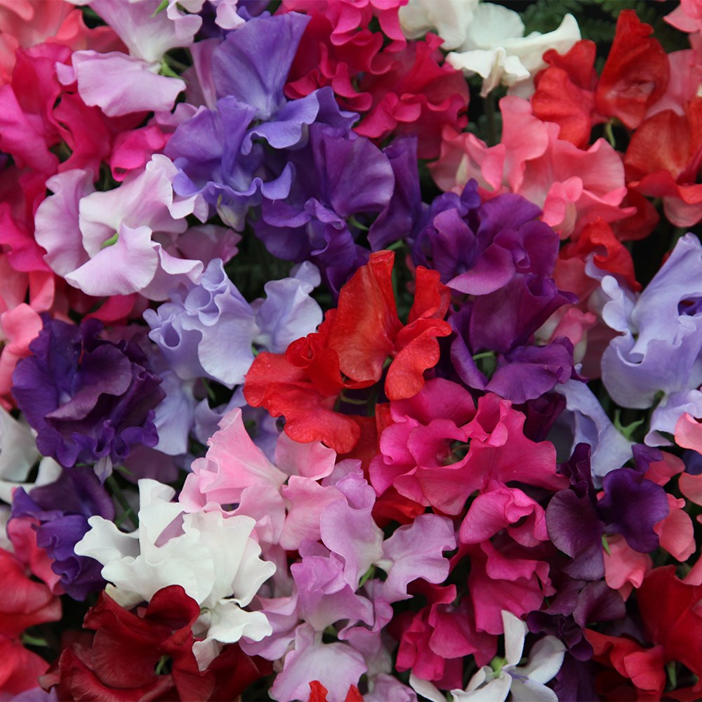 <i>Lathyrus odoratus</i> 'Spencer Waved Mixed'