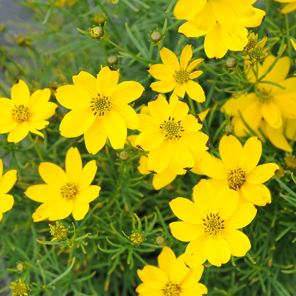 <i>Coreopsis verticillata</i> 'Zagreb'
