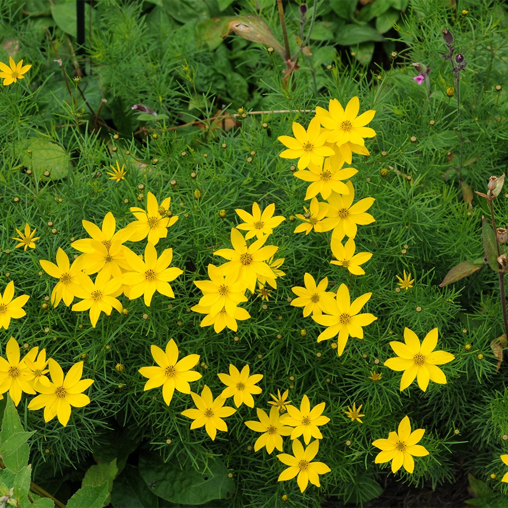 <i>Coreopsis verticillata</i> 'Zagreb'