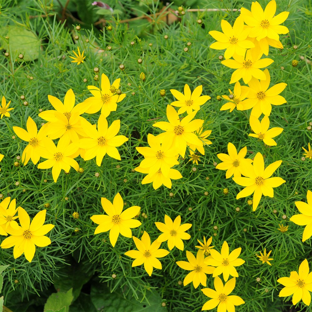 <i>Coreopsis verticillata</i> 'Zagreb'