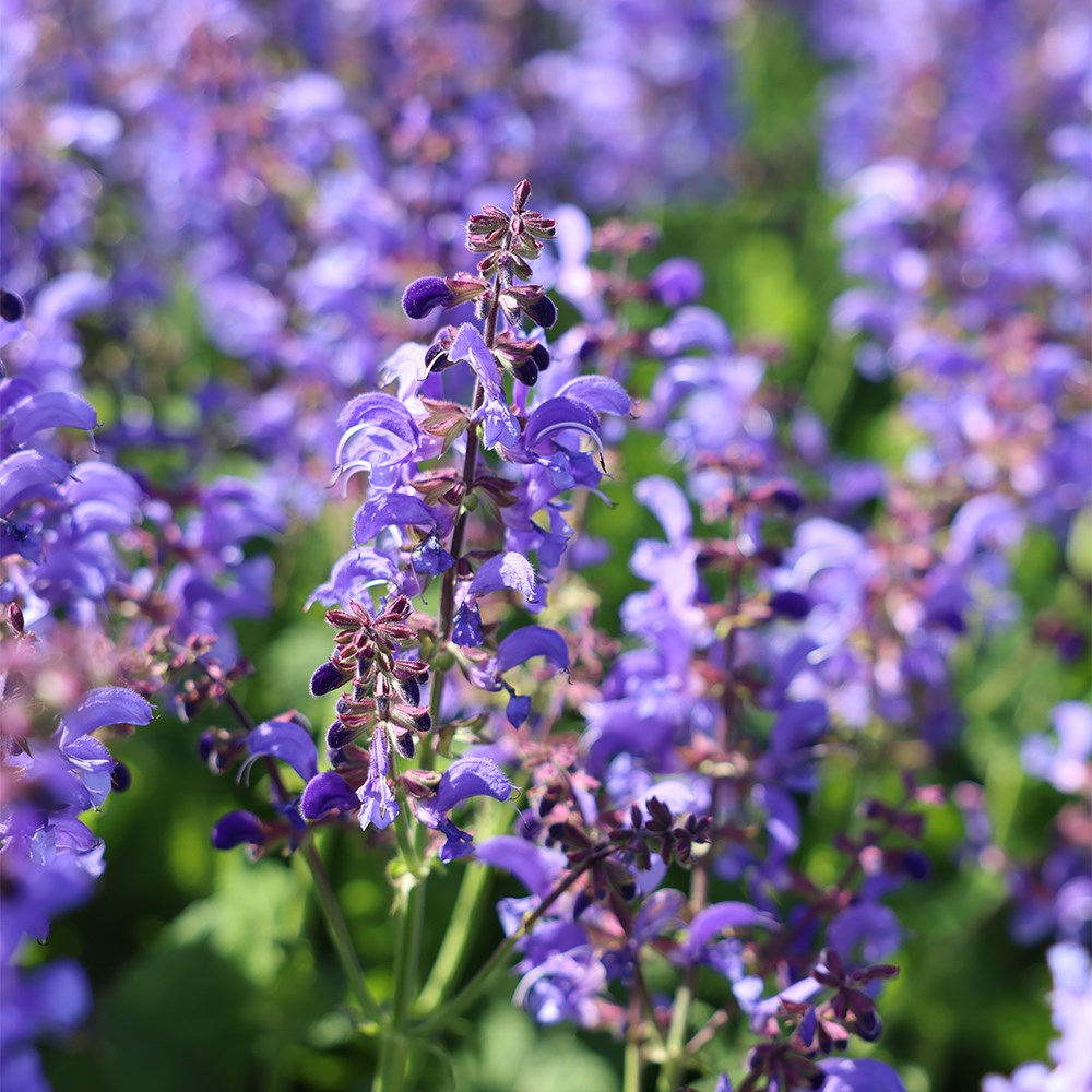 Salvia Big Sky (Living Large® Series) (PBR)